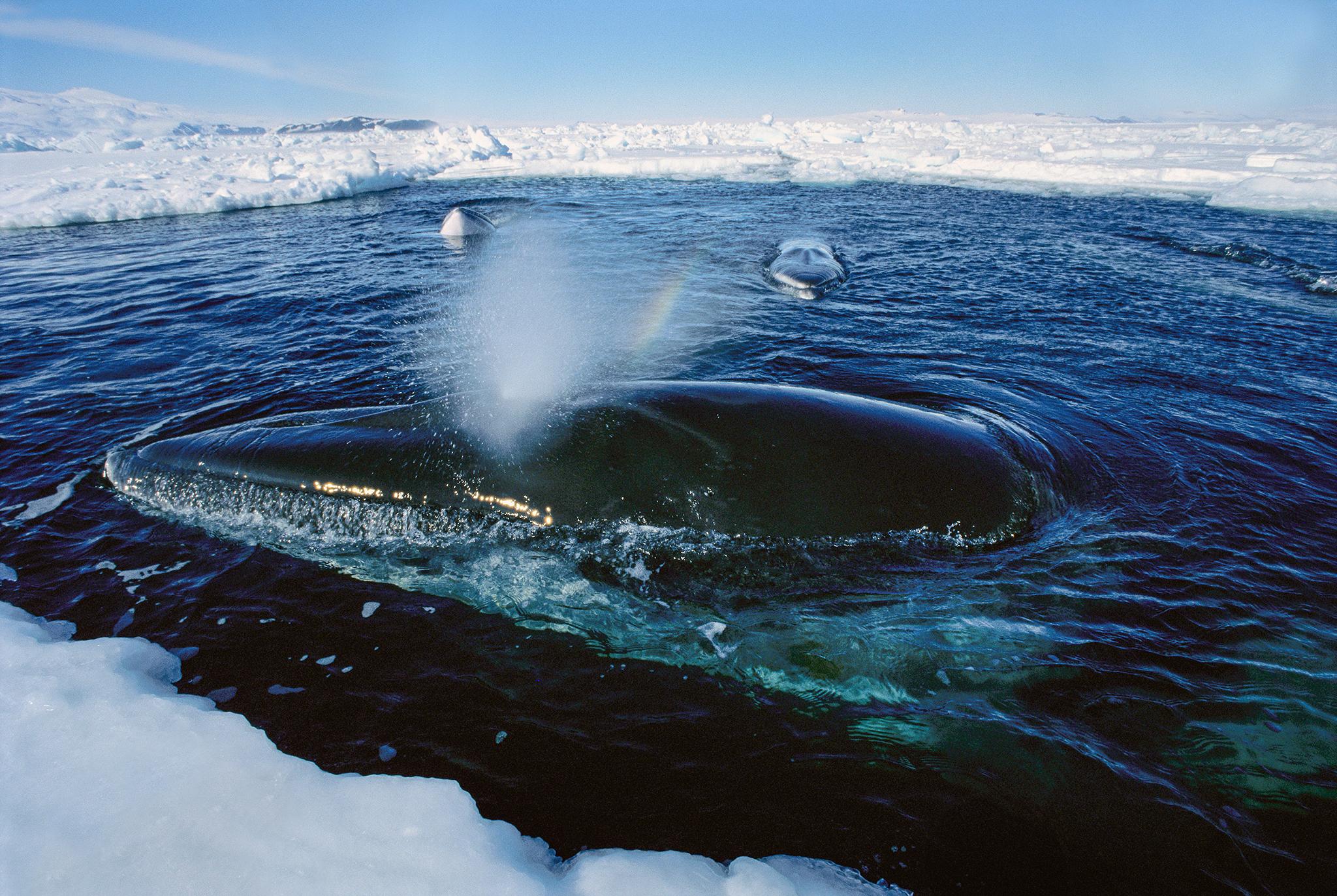 静谧唯美水下的鲸鱼纯净的蓝桌面壁纸 -桌面天下（Desktx.com）