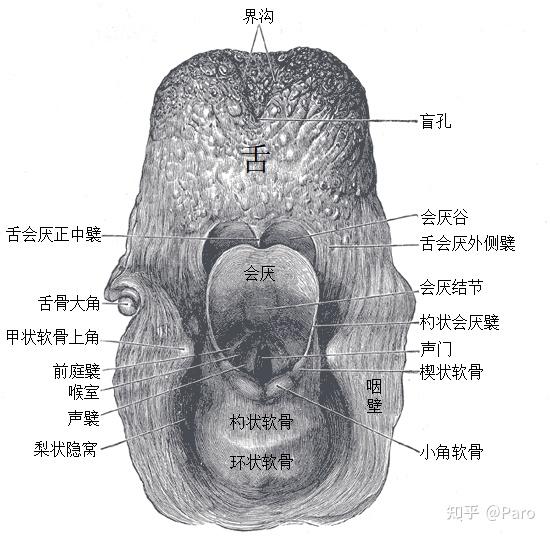 发音原理 - 知乎