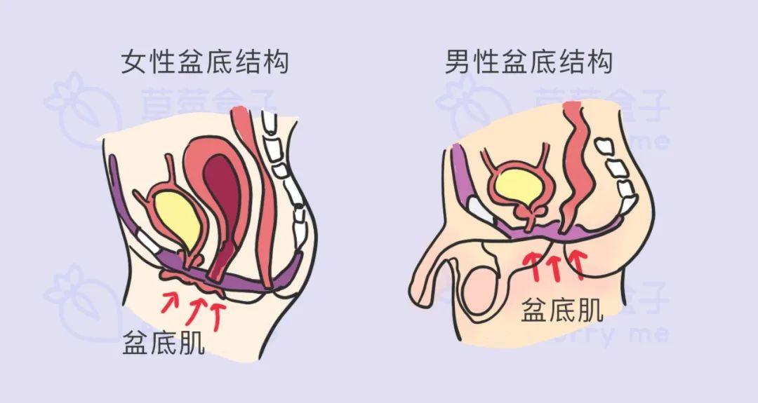 男性盆底肌图解图片