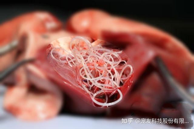 宠友科技:【宠物健康】心丝虫足以致命 认清谬误 预防方法你要知!