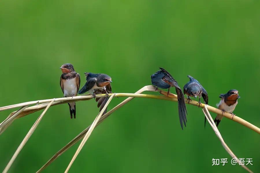 四川乐山燕子满天飞目击者持续4天头皮发麻是地震前兆吗