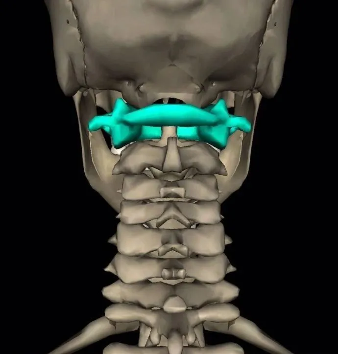 细剖第一颈椎