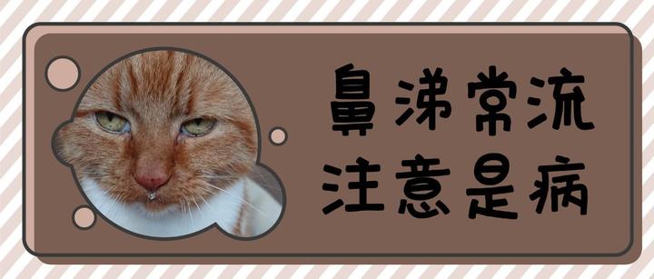 猫咪打喷嚏 单侧流鼻涕 别忽略这6个恶性鼻腔肿瘤的早期症状 知乎 猫咪打喷嚏 单侧流鼻涕 别忽略这6个恶性鼻腔肿瘤的早期症状 知乎