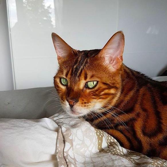 臭脸哥的二周目虎斑的起源热情豹纹女士