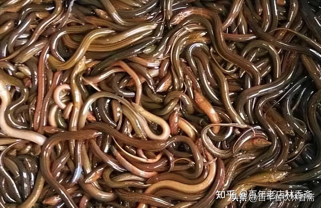 会“噼啪”作响的大补美食:上海饭店响油鳝糊 - 知乎