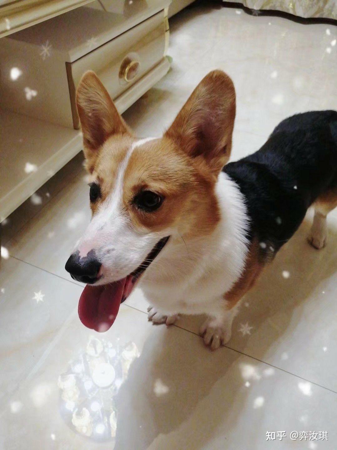 是不是很少看到三色黑色背的柯基这只如何