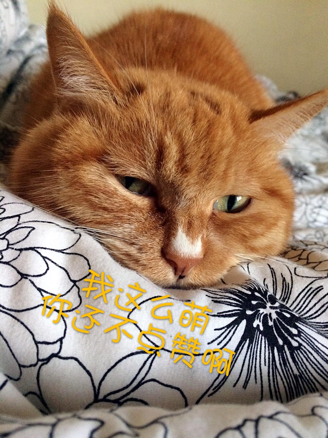 买活仓鼠给猫当零食残忍吗?