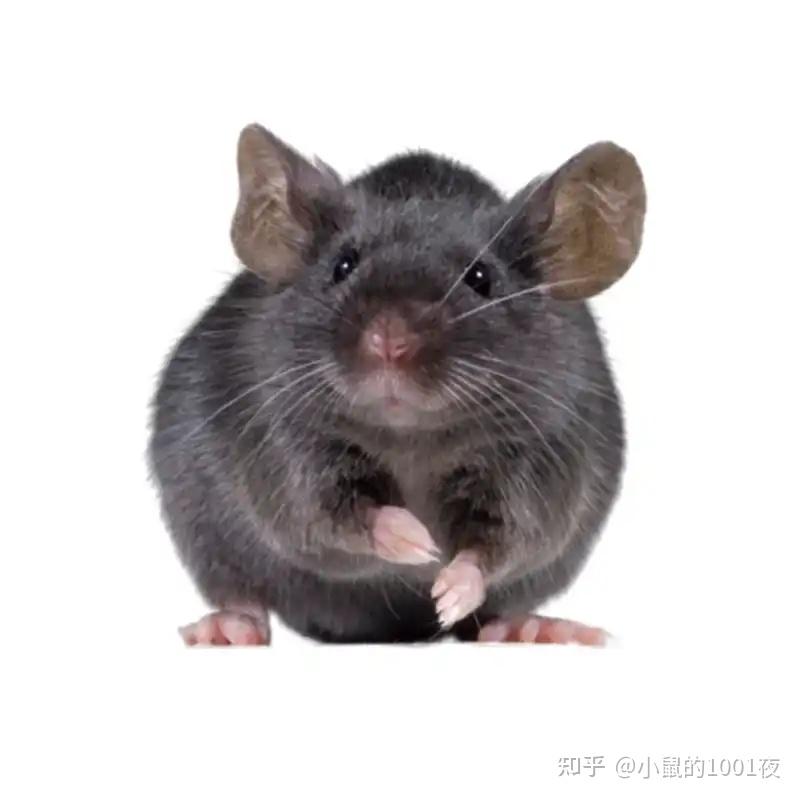 C57BL/6小鼠 - 知乎