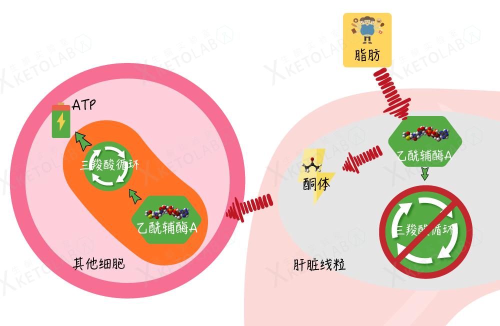 减肥也是技术活,比高考数学最后一题还要难——论酮体的正确测量方法 - 知乎