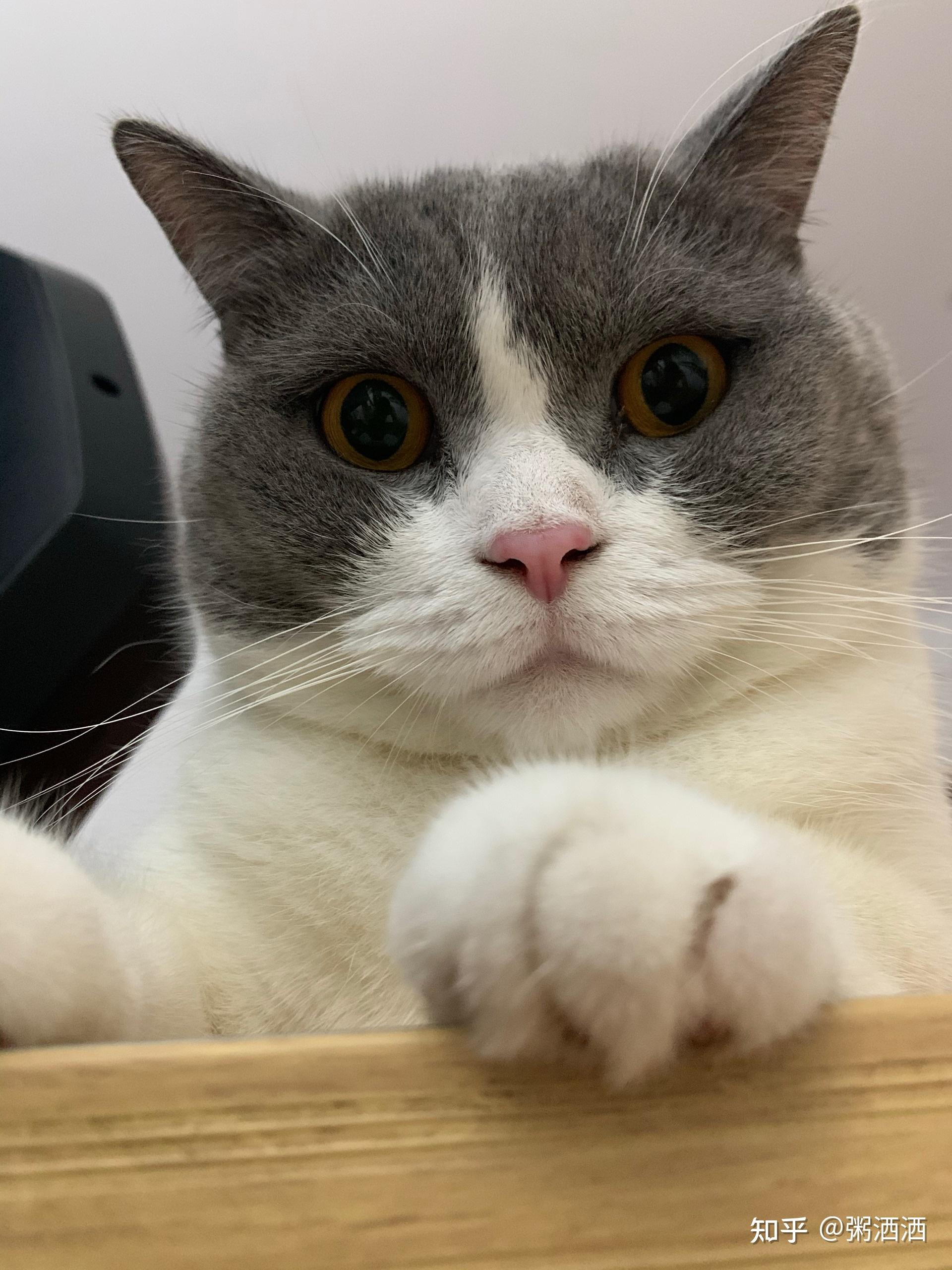 能看看你家猫咪的自拍照吗