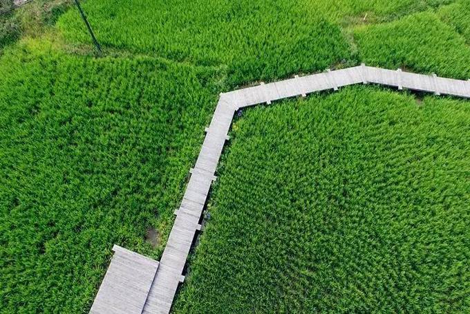 精品民宿丨禾肚里——蛙声稻香荷风星月 ,一间长在稻田里的民宿