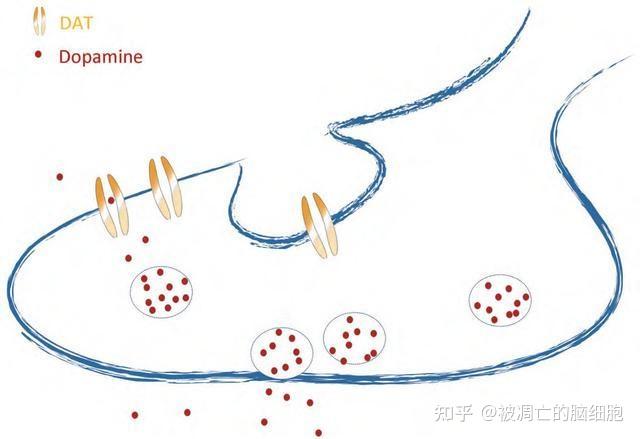 多巴胺转运体的脑内分布与功能 - 知乎