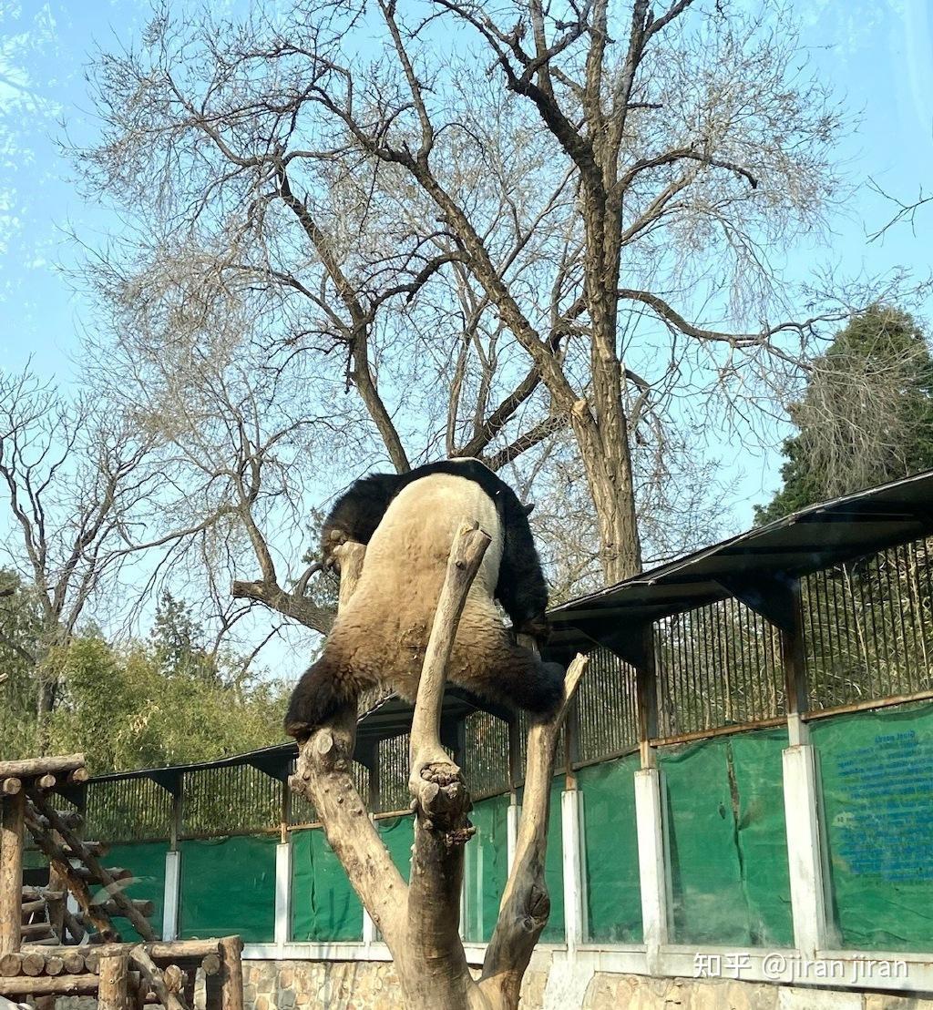 西直門三太子,月亮小霸王,萌蘭小爺彪悍的熊生不用解釋 - 知乎