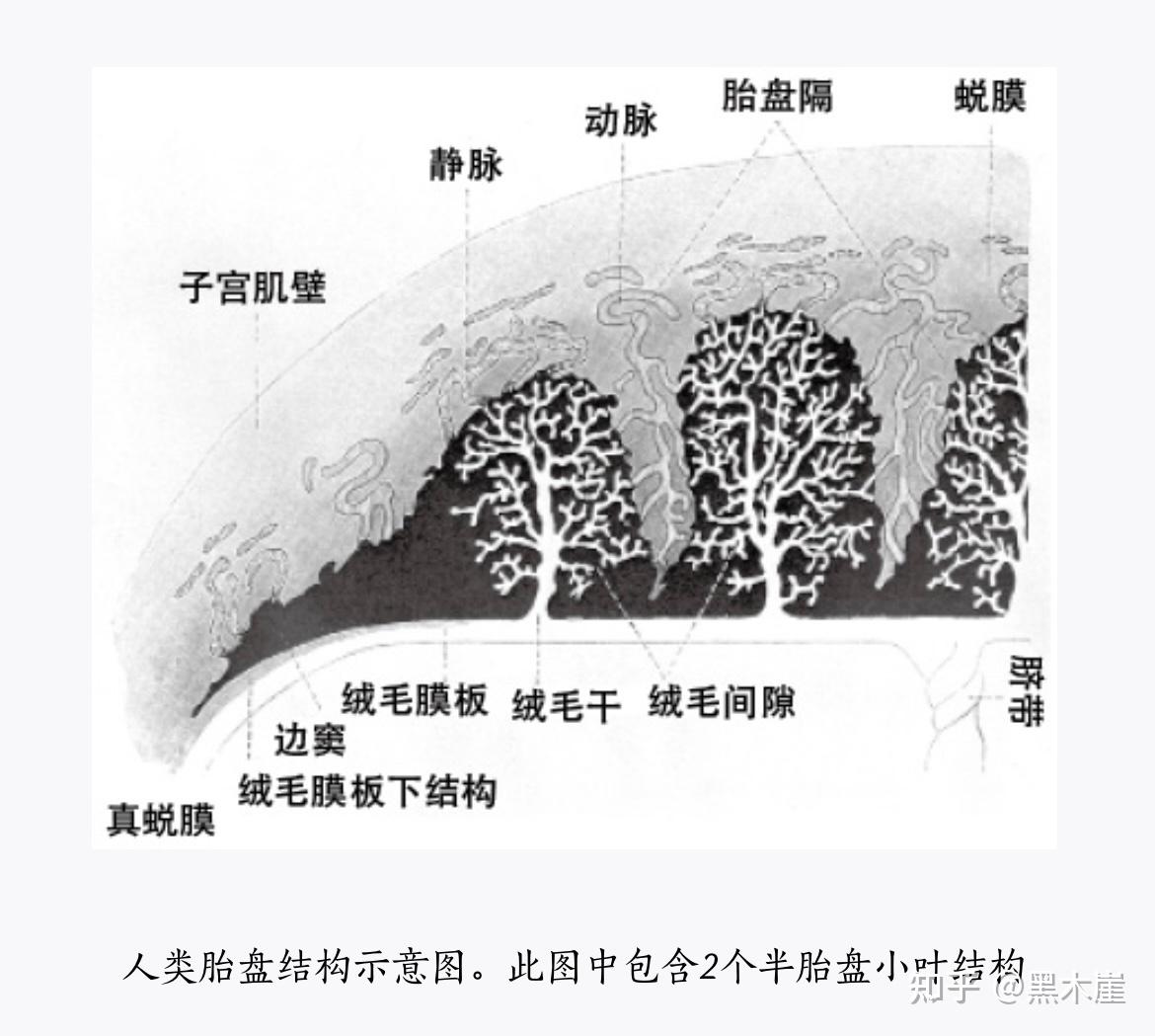 英）加文·弗朗西斯《认识身体》摘录：人体是上帝造物的完美化身- 知乎