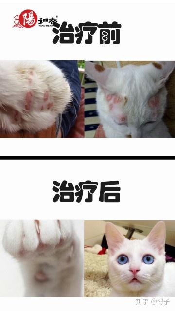 小猫的奶癣 纯种猫家长必读 知乎