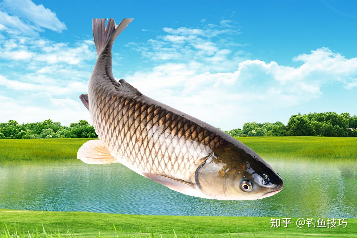 怎樣釣草魚草魚喜歡吃什麼釣草魚的技巧和餌料配方