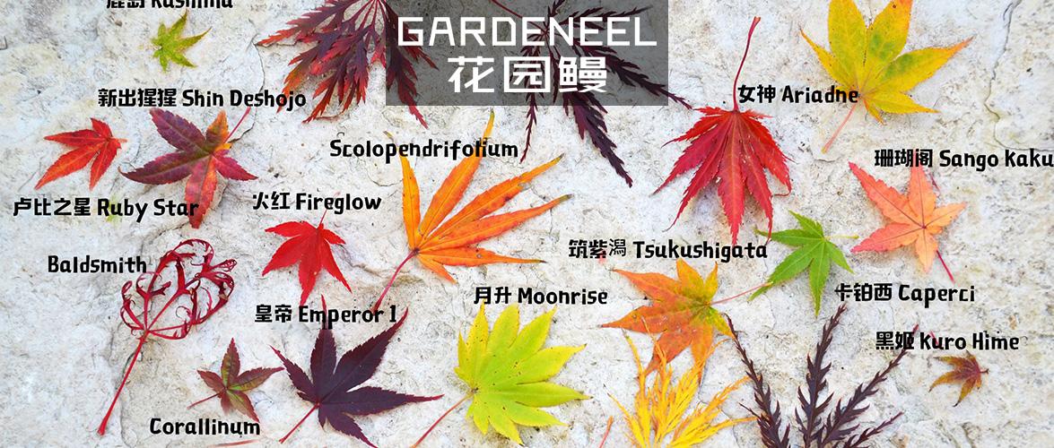 枫情万种 论枫树的分类 知乎 枫情万种 论枫树的分类 知乎