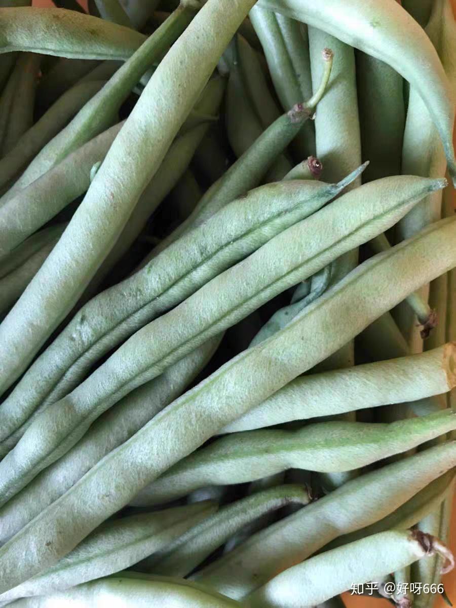 新鲜的豆角炒菜很好吃喜欢吃么