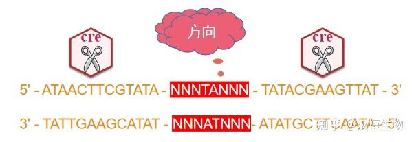 从原理到应用，Cre/Loxp及相关重组酶系统大全 - 知乎