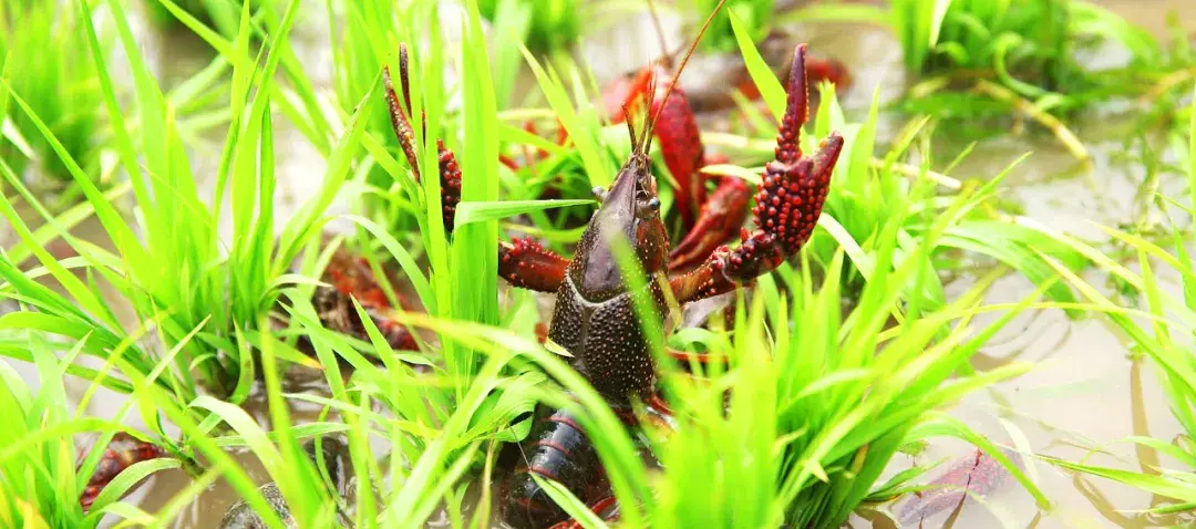 央视中国粮仓探寻南县稻虾米三确两检一码筑牢放心二字