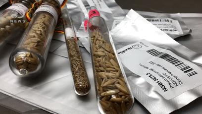 种子101 你爱的食物有没有被收入种子的诺亚方舟 知乎