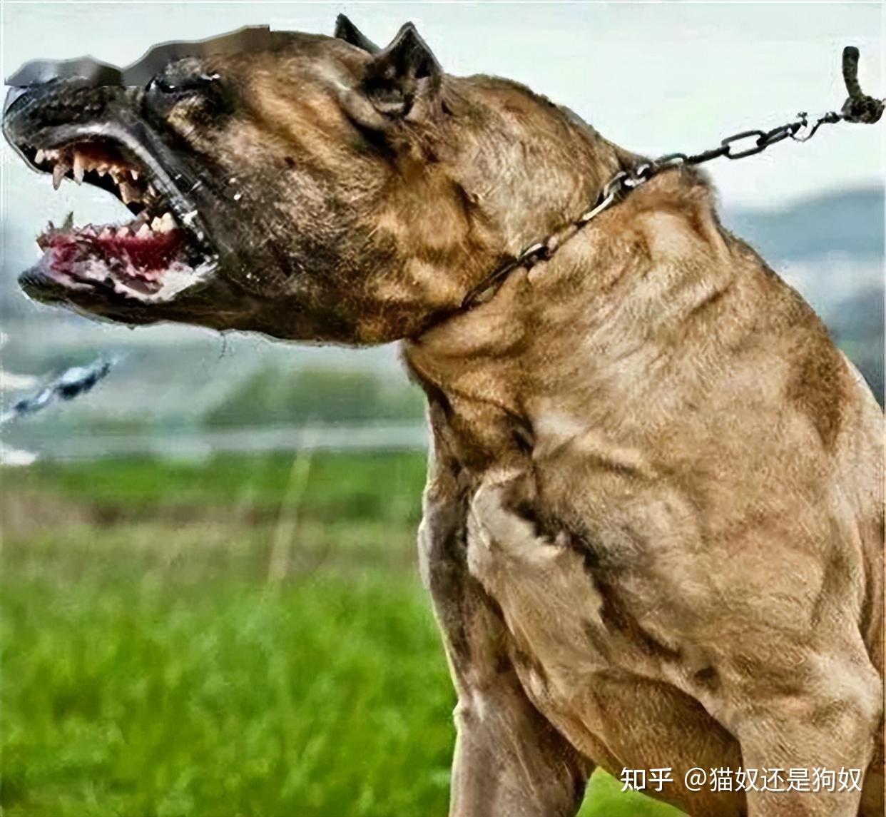 遇到恶犬咬人怎么办？别慌！打它这几个部位，一击就见效- 知乎