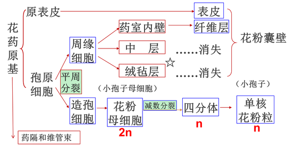 植物学期末复习植物生理部分 光合不全 知乎
