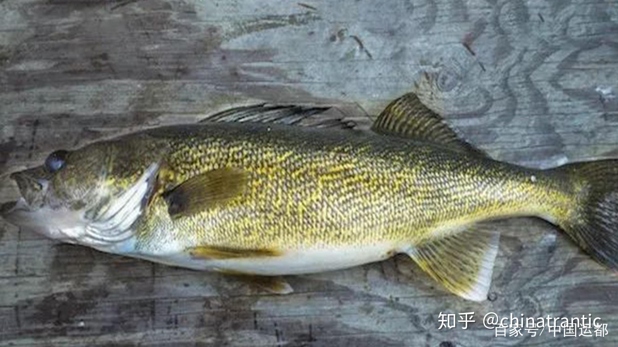 4 | 玻璃梭鲈 / walleye