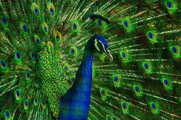 安利孔雀绿怎么应用在全屋定制设计中