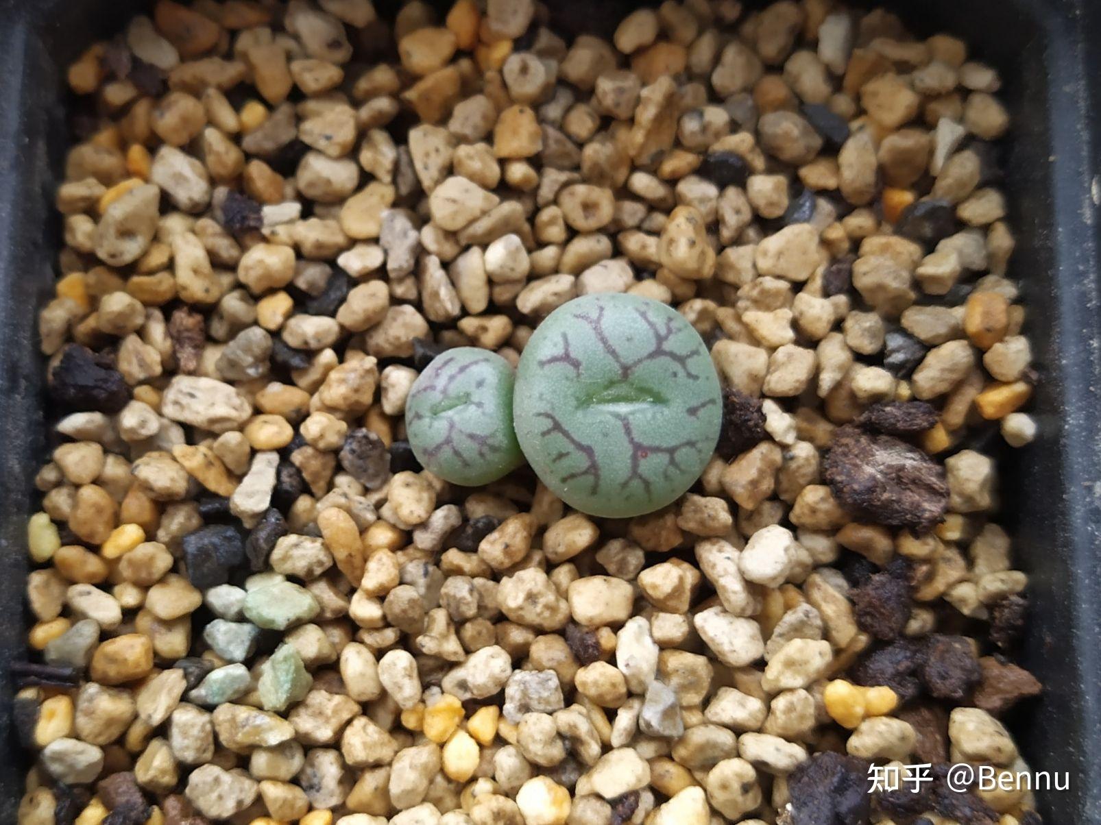 植物番杏科肉锥属清姬conophytumminimum