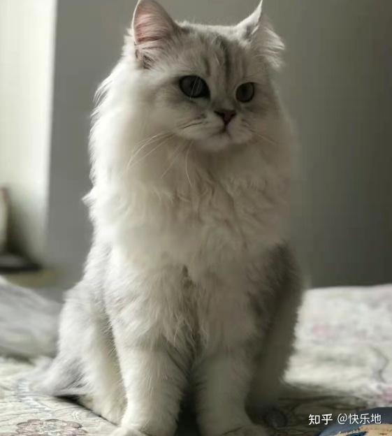 新手养猫,一只长毛的银渐层想问下猫粮的选择.能接受一斤在30～40左右