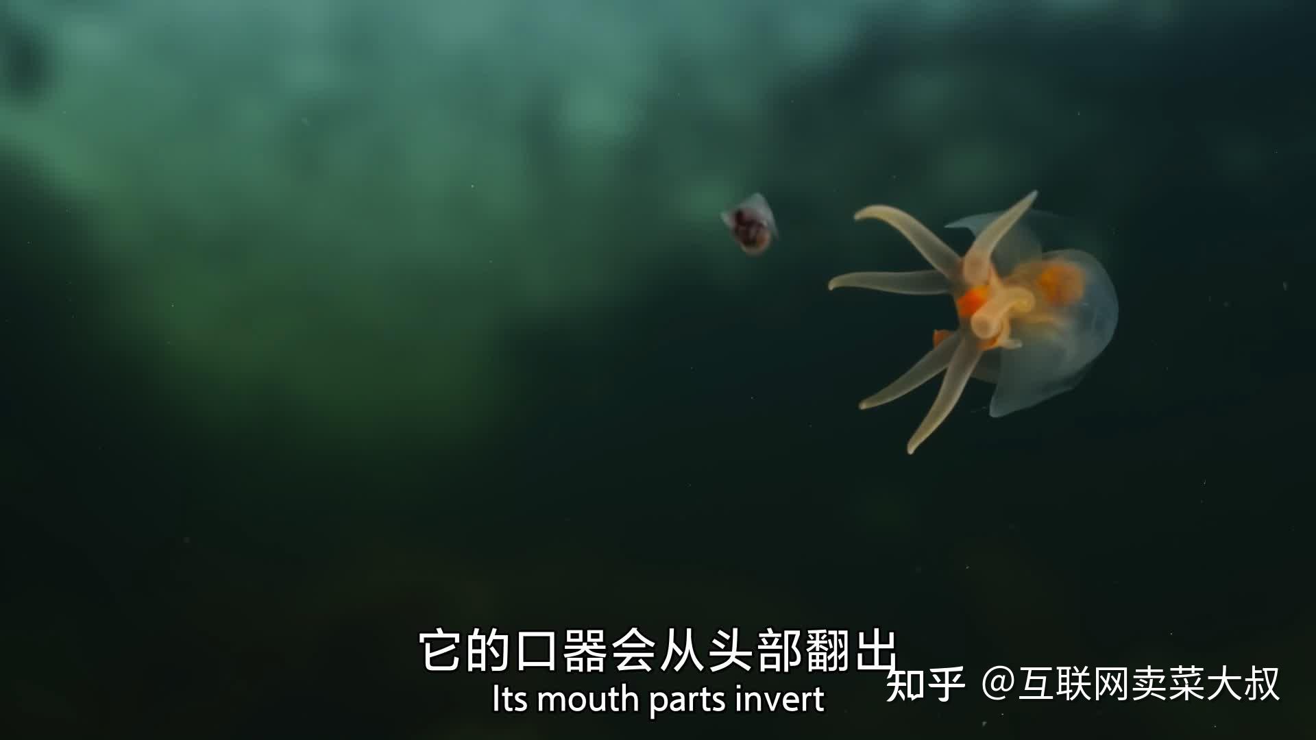《地球脉动第三季》生命具有惊人的承受能力，它们能适应新的挑战 - 知乎