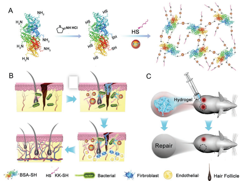 上海交大瑞金医院afm可注射水凝胶促进感染伤口的愈合