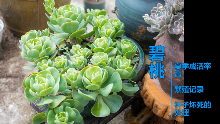 多肉植物 种活超容易繁殖超容易的碧桃 知乎 多肉植物 种活超容易繁殖超容易的碧桃 知乎