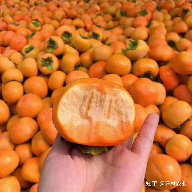 太秋(大秋)脆甜柿子树苗品种、口感脆甜摘下来就可以食用 - 知乎