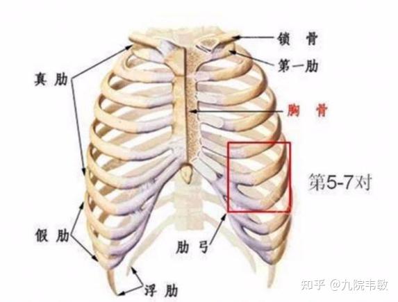 九院韦敏说肋软骨隆鼻出现歪斜的原因有哪些