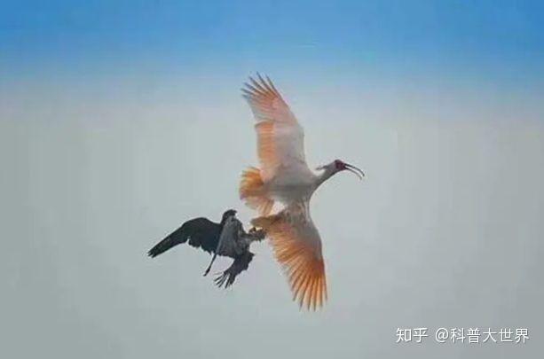 都十分有力,各种鸟类几乎大小通吃,比如捕捉天鹅的海东青就是一种矛隼