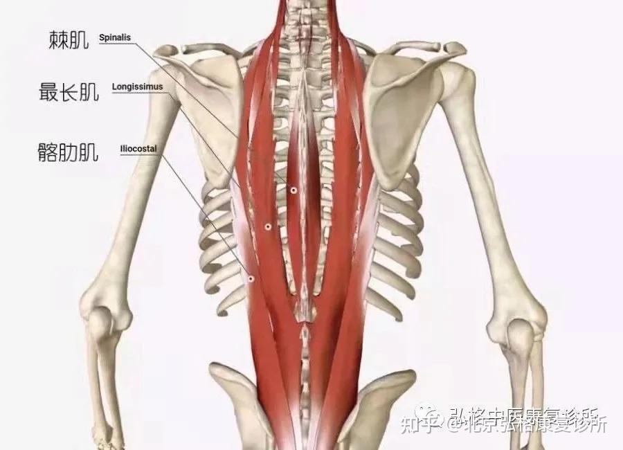 部位:脊柱棘突两侧(分为髂肋肌,最长肌,棘肌)起点:骶骨背面,腰椎棘突