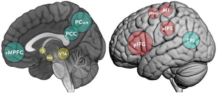 vmpfc(ventromedial prefrontal cortex)