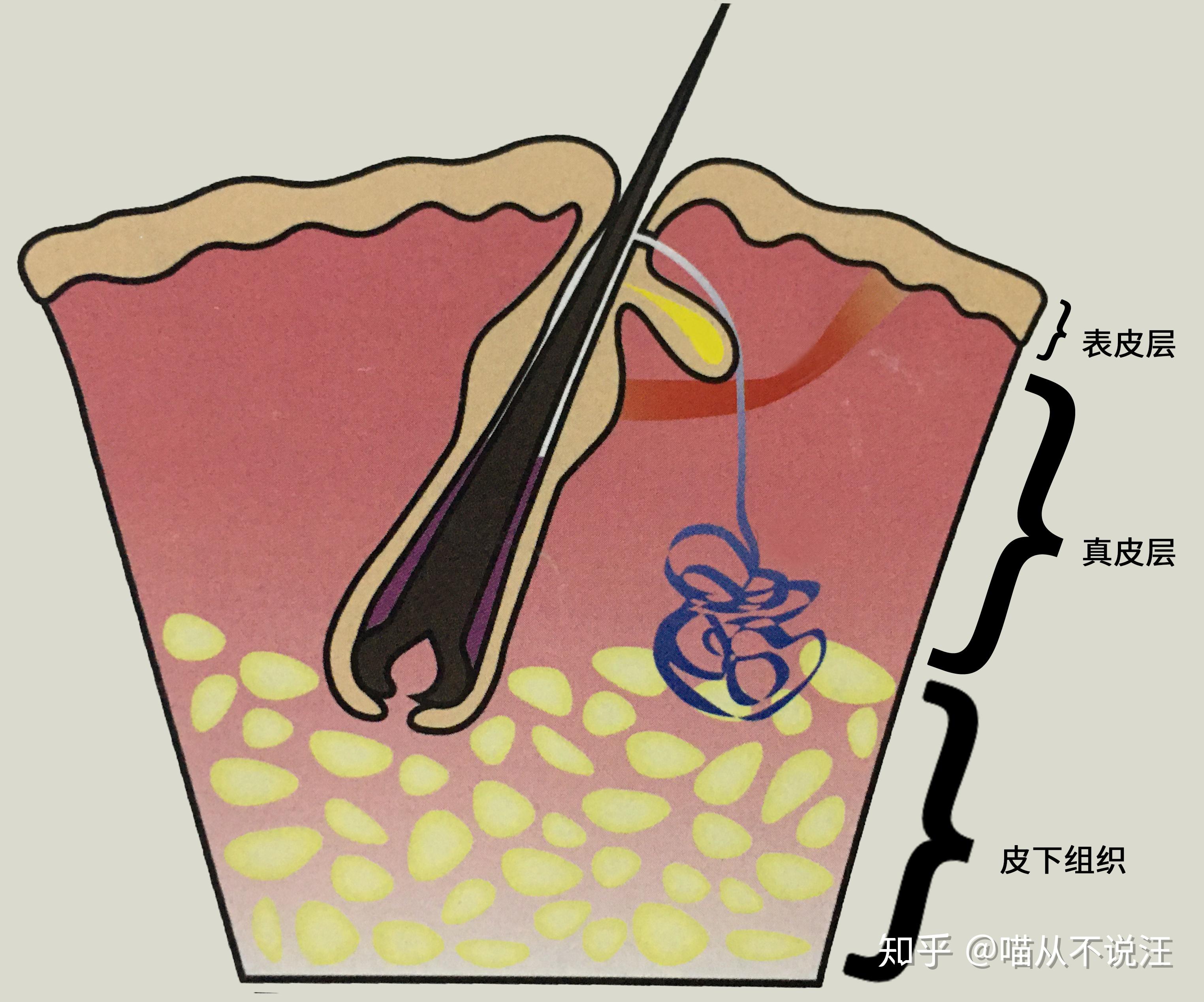 科學吸貓系列貓皮膚疾病00