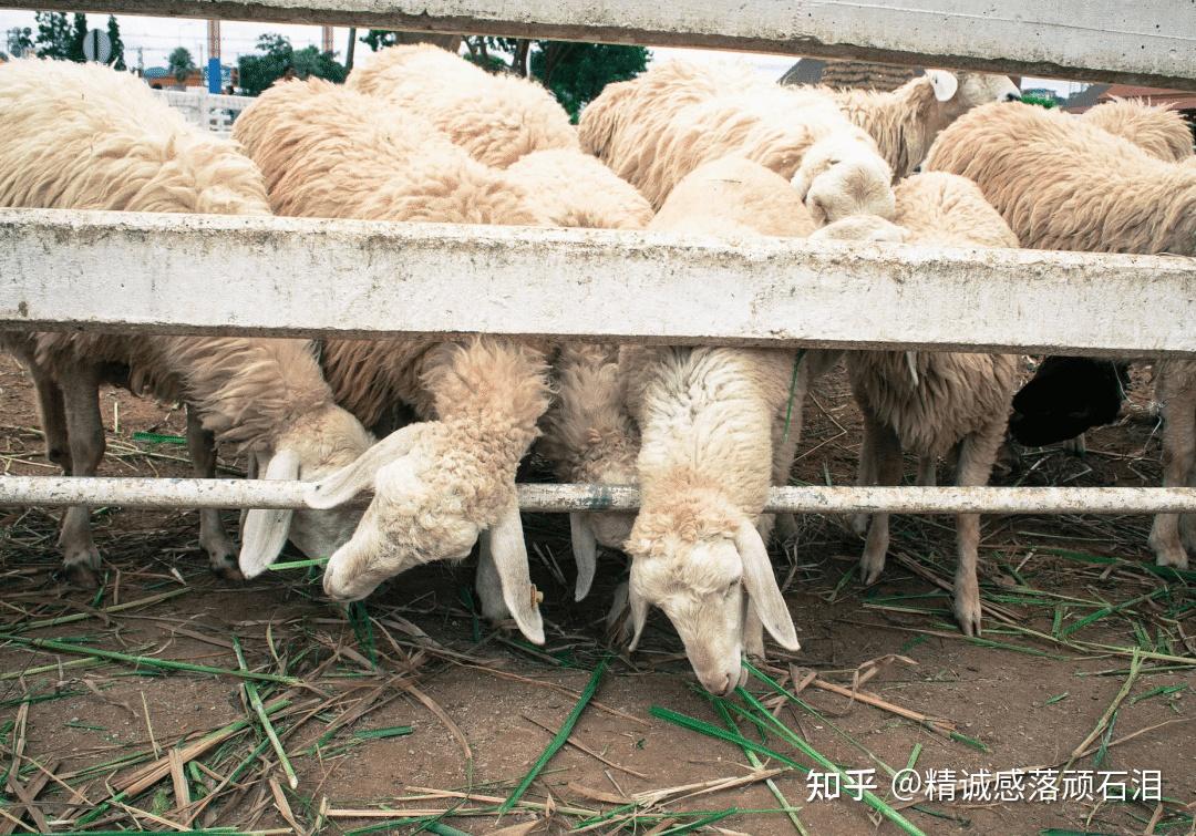 说说六道众生(二):畜生道众生是怎么一回事儿? - 知乎