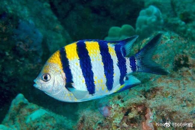 五带豆娘鱼屈氏豆娘鱼作者简介达达,高中生,微博认证科学科普博主