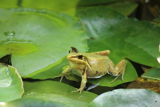 稻花香里说丰年,听取蛙声一片: 忧乐天下丰歉,莫过辛弃疾的《西江月》