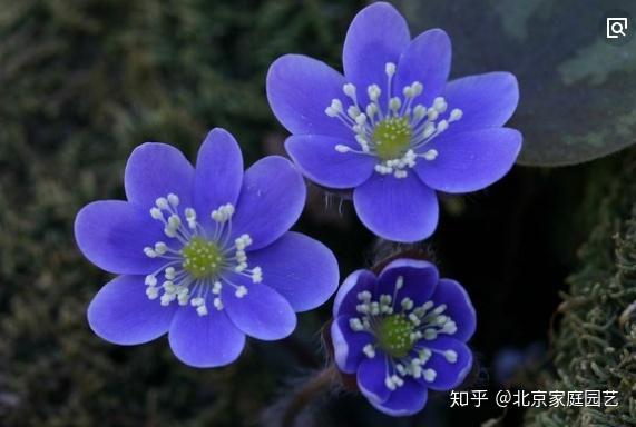 这种高原植物毫不起眼 但花开惊艳 既是良药又有剧毒 知乎