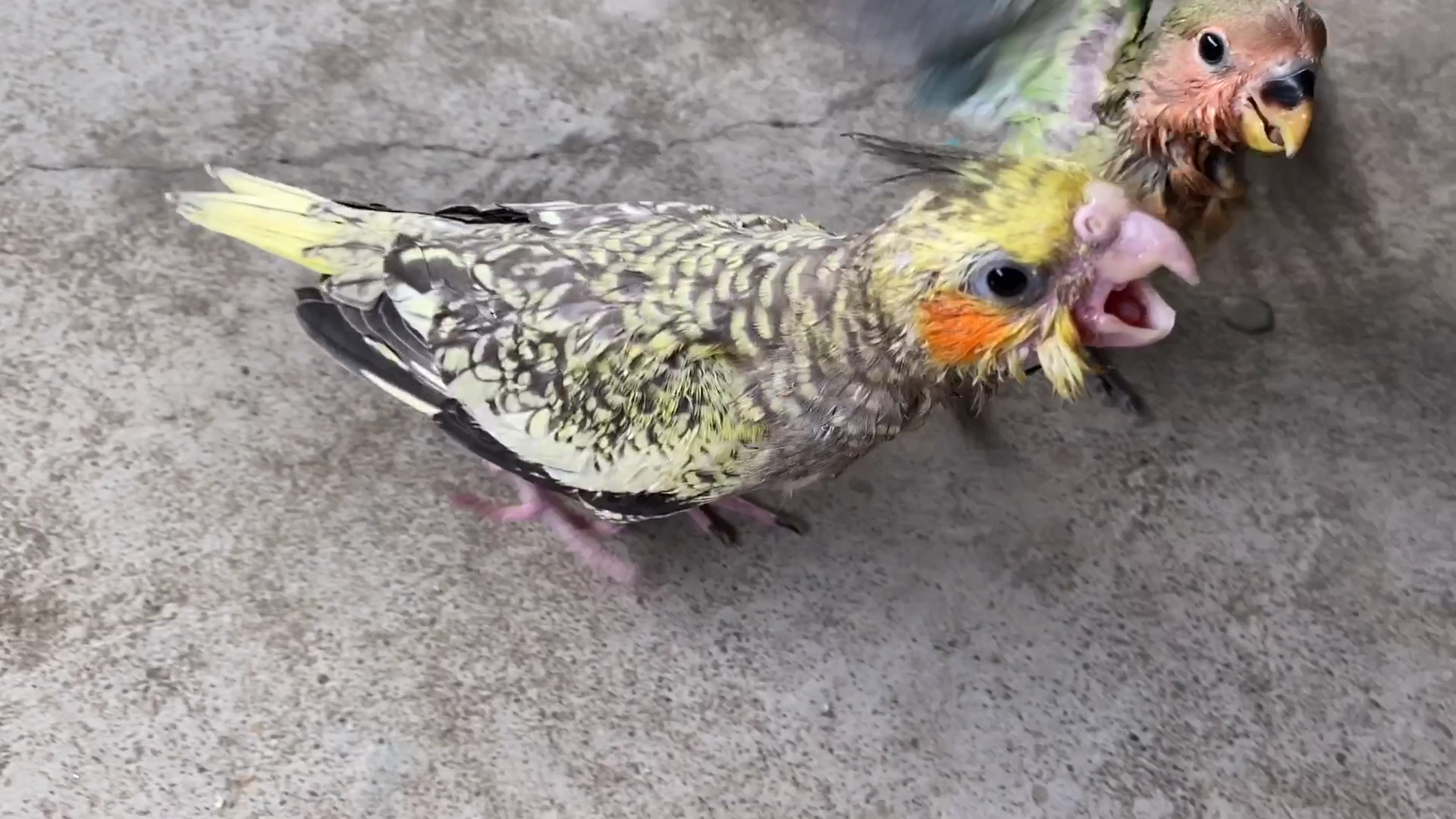 2:53顽皮的松鸦,主人把食物盖着它也能找到蒙面