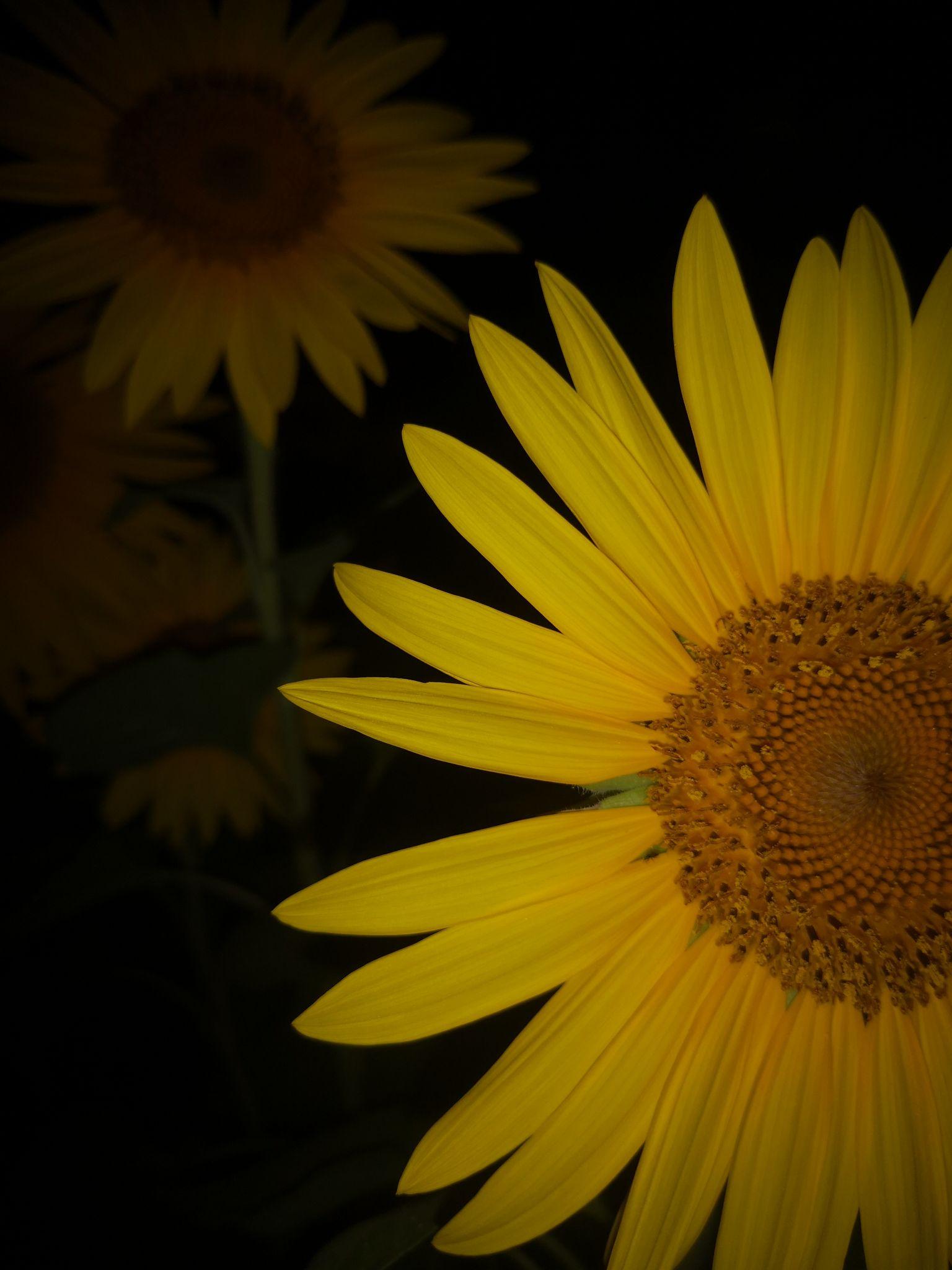 喜欢向日葵明亮又阳光可以分享一张你自己拍的向日葵照片吗