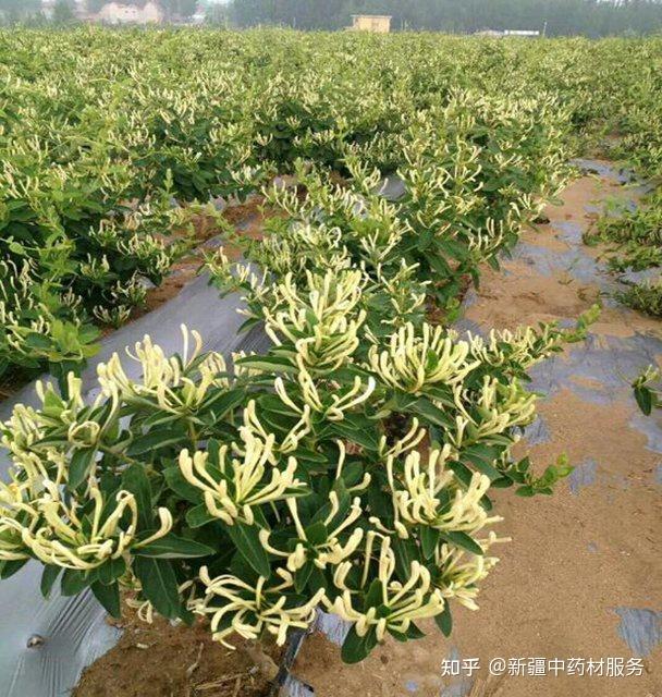 高鹏说药材:金银花种植前景依然看好 - 知乎