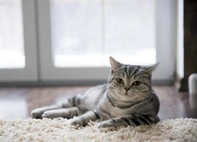 医疗百科 猫咪血尿- 知乎