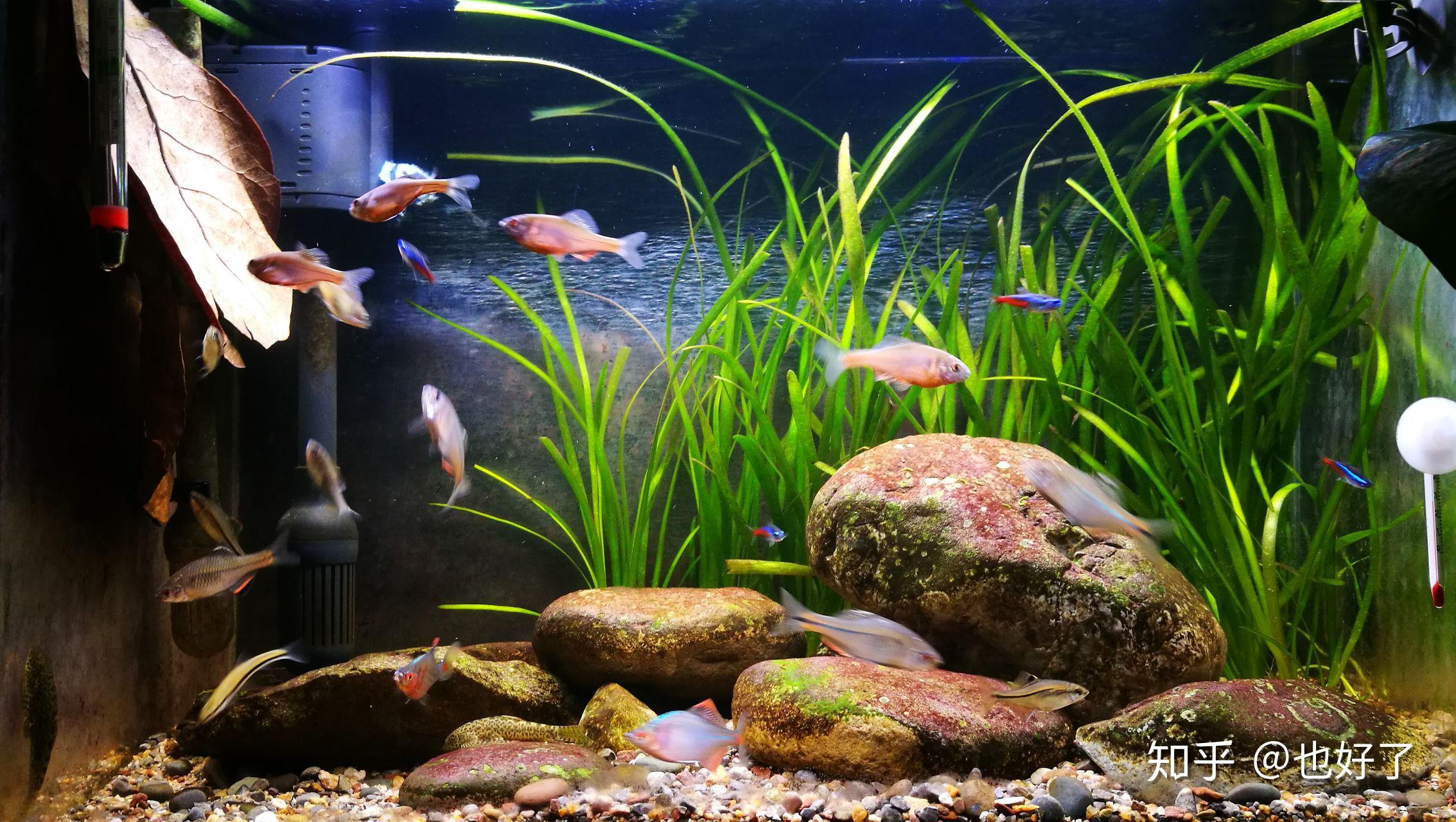 怎么养鱼不长绿藻 v2-b1ec35a762918dfd0e51037e2644b7f9_r.jpg