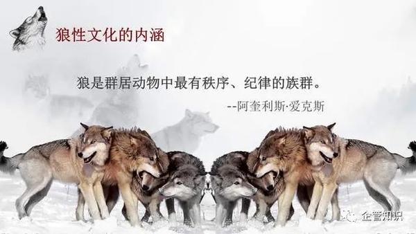 【企业文化】狼性精神企业文化狼性文化培训教材 - 知乎